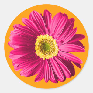 Sticker Rond Fleur fuchsia de marguerite