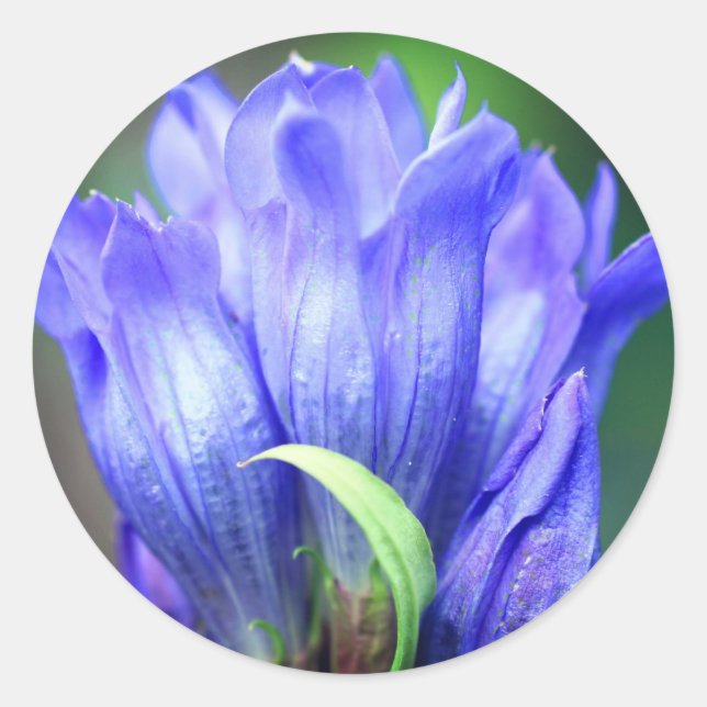 Sticker Rond Fleur Gentienne Bleue (Devant)