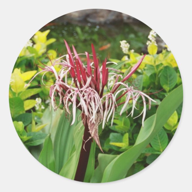 Sticker Rond Fleur hawaïenne (Devant)