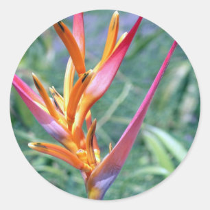 Sticker Rond Fleur Hawaii Heliconia améliorée