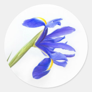 Sticker Rond Fleur Iris Violet
