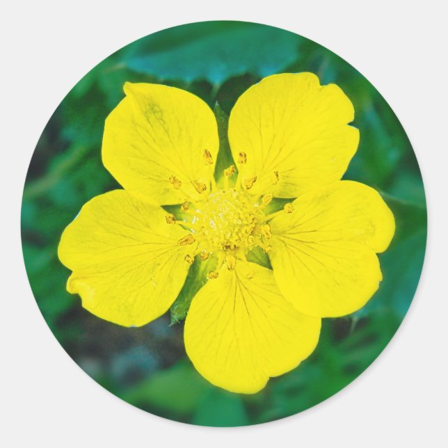 Sticker Rond Fleur Jaune - Photo Arrière - plan Vert (Devant)
