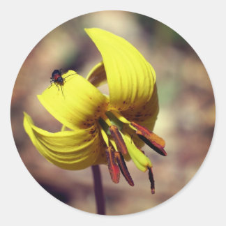 Sticker Rond Fleur Lily De Truite Et Ami