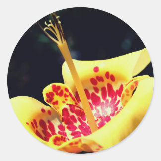 Sticker Rond Fleur Lily tachetée Jaune