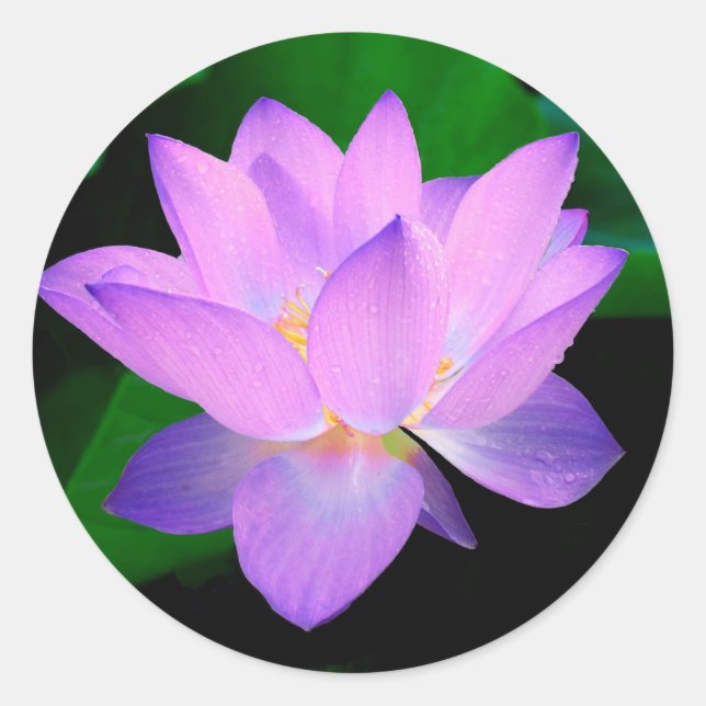 Sticker Rond Fleur Lotus (Devant)