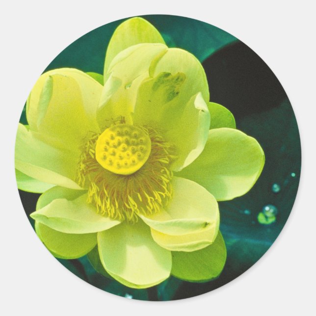Sticker Rond Fleur Lotus (Devant)