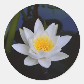 Sticker Rond Fleur Lotus blanche