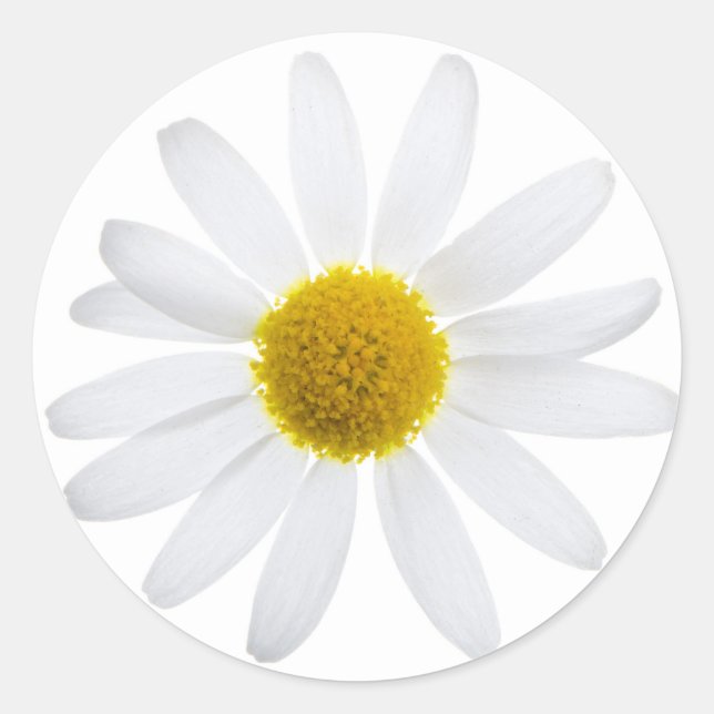 Sticker Rond Fleur marguerite (Devant)