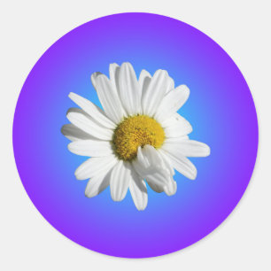 Sticker Rond Fleur marguerite blanche Flore pourpre Bleu Dégrad