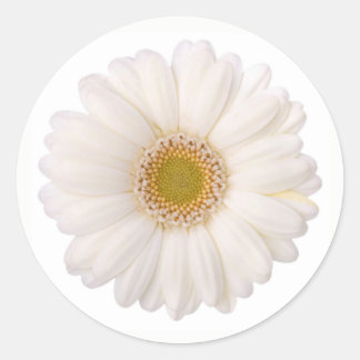 Sticker Rond Fleur marguerite classique de Gerbera blanche