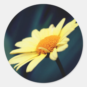 Sticker Rond Fleur marguerite glorieuse