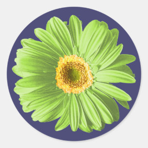 Sticker Rond Fleur marguerite verte