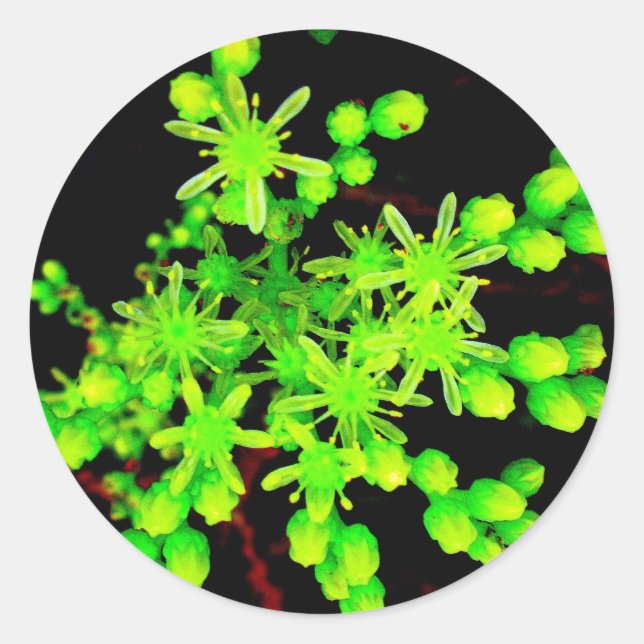 Sticker Rond Fleur néon (Devant)
