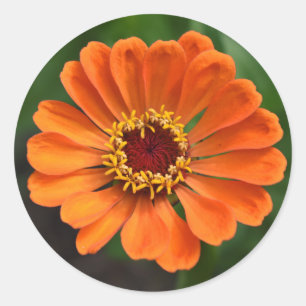 Sticker Rond Fleur orange unique