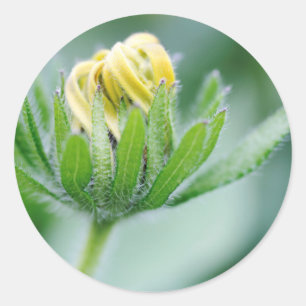 Sticker Rond Fleur ouverte de l'Echinacea