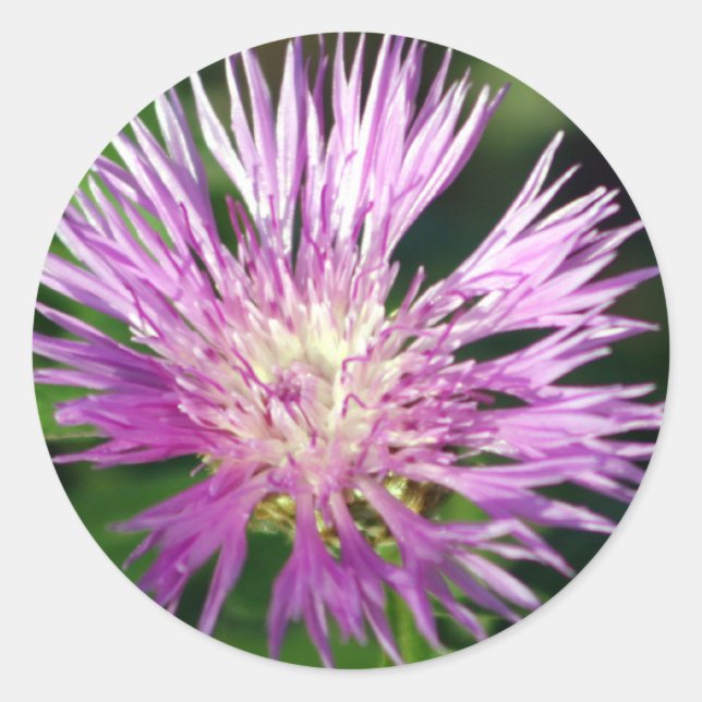 Sticker Rond Fleur pourpre (Devant)