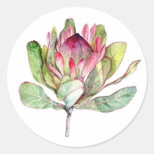 Sticker Rond Fleur Protea