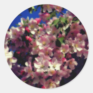 Sticker Rond Fleur rose de printemps