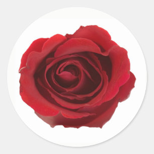 Sticker Rond Fleur Rose photo rouge