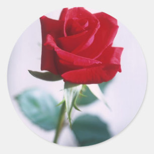 Sticker Rond Fleur rose simple