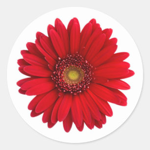 Sticker Rond Fleur rouge clair Gerbera Daisy