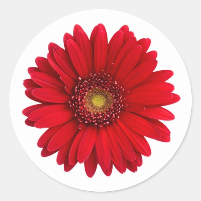 Sticker Rond Fleur rouge clair Gerbera Daisy (Devant)