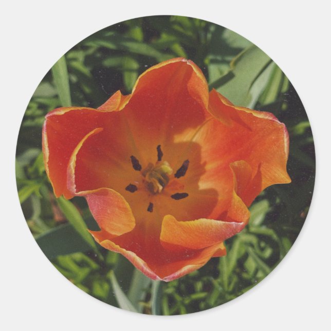 Sticker Rond fleur rouge de printemps (Devant)
