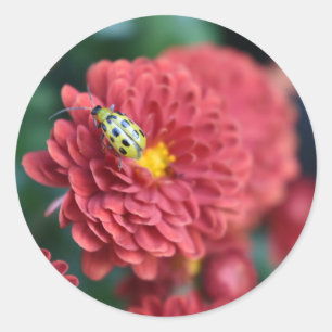 Sticker Rond Fleur rouge Nature Photographie du dendroctone ins