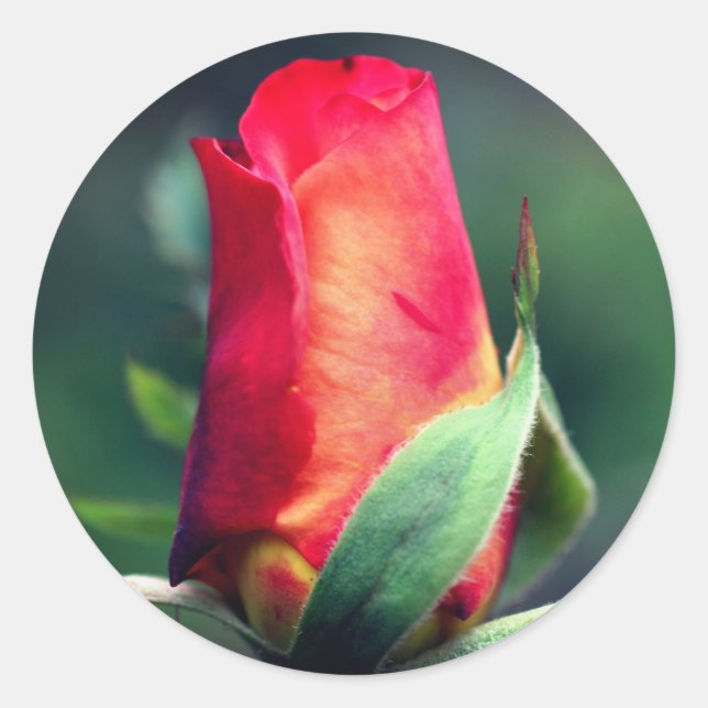Sticker Rond Fleur rouge Rosebud (Devant)