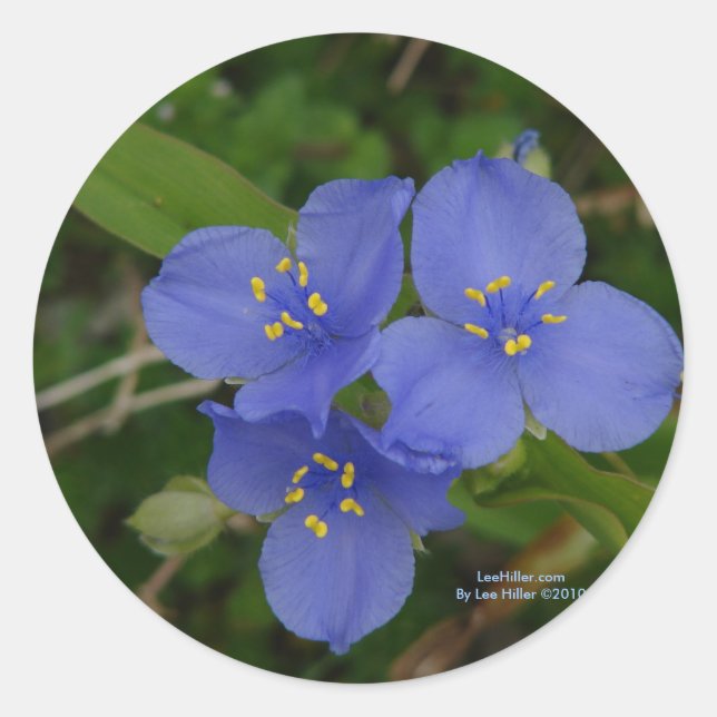 Sticker Rond Fleur sauvage Blue Spiderwort Hot Springs AR Cadea (Devant)