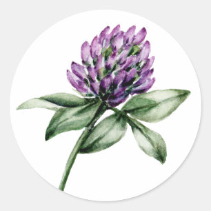 Sticker Rond Fleur sauvage Clover pourpre Buve