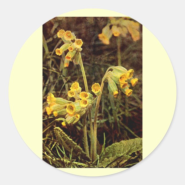 Sticker Rond Fleur sauvage : Cowslip (Devant)