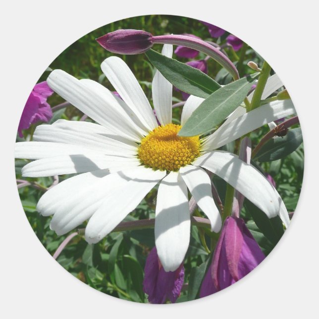 Sticker Rond Fleur sauvage Daisy et Fireweed (Devant)