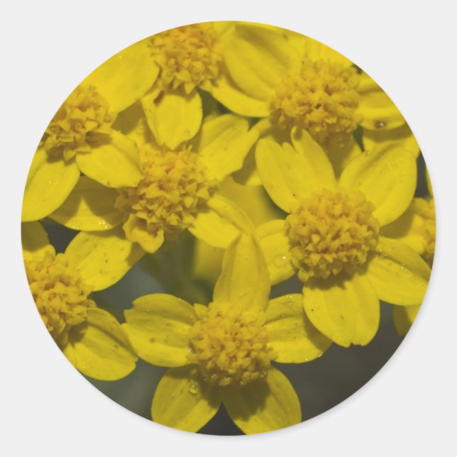Sticker Rond Fleur sauvage jaune (Devant)