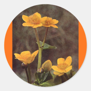 Sticker Rond Fleur sauvage : Marsh Marigold