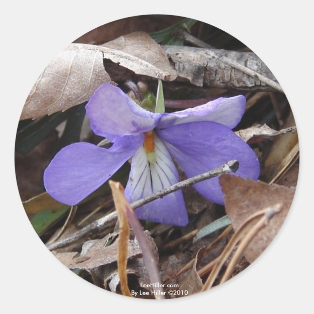 Sticker Rond Fleur sauvage Oiseaux-Pied Violet Sources thermale (Devant)