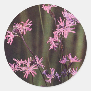 Sticker Rond Fleur sauvage : Robin dallé