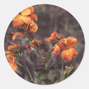 Sticker Rond Fleur sauvage : Wallflower