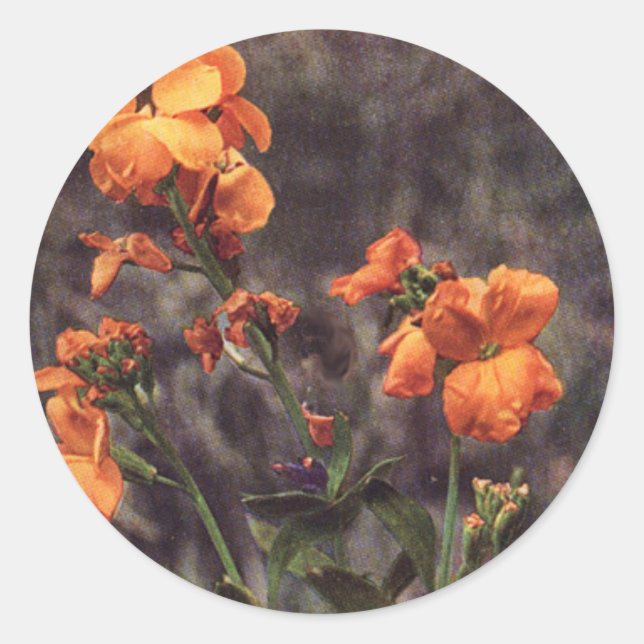 Sticker Rond Fleur sauvage : Wallflower (Devant)