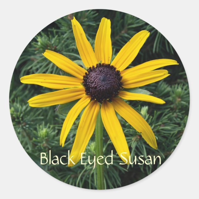 Sticker Rond Fleur Susan MD Black Eyed (Devant)