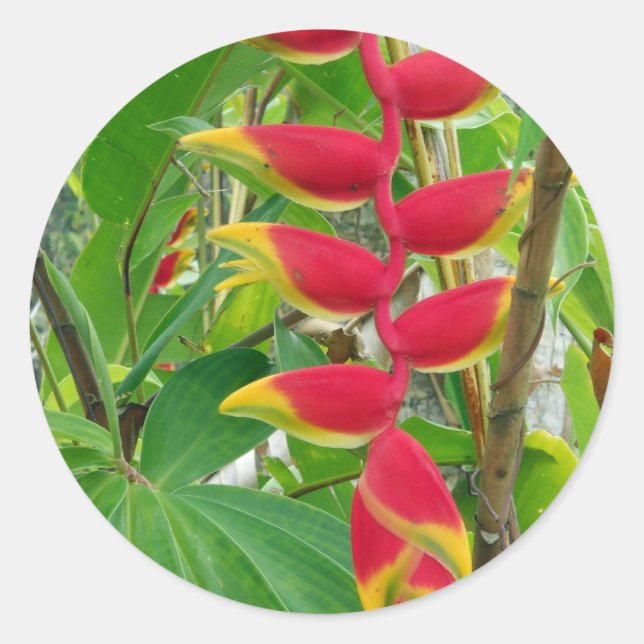 Sticker Rond Fleur tropicale (Devant)