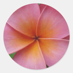 Sticker Rond Fleur tropicale de Frangipani rose hawaïen de