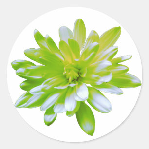 Sticker Rond Fleur vert vert vert vert pâle marguerite