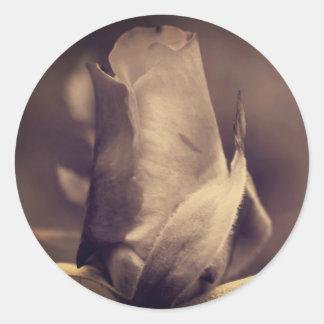Sticker Rond Fleur vintage Sepia Rosebud