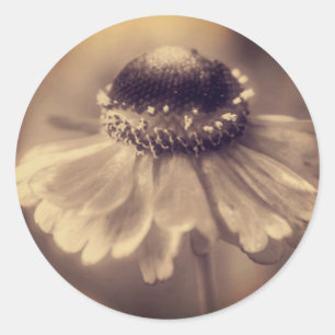 Sticker Rond Fleur vintage Sepia Zinnia 