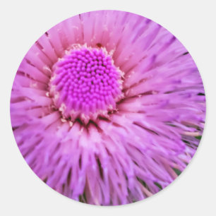 Sticker Rond Fleur violet et rose