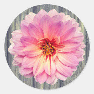 Sticker Rond Fleur Zinnia rose simple sur bois gris