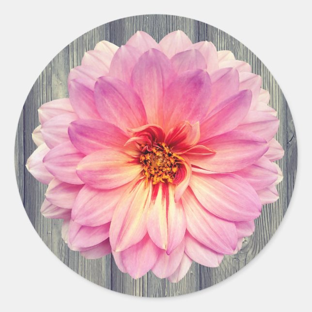 Sticker Rond Fleur Zinnia rose simple sur bois gris (Devant)