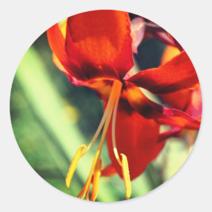 Sticker Rond Fleurie Orange Lily Flower