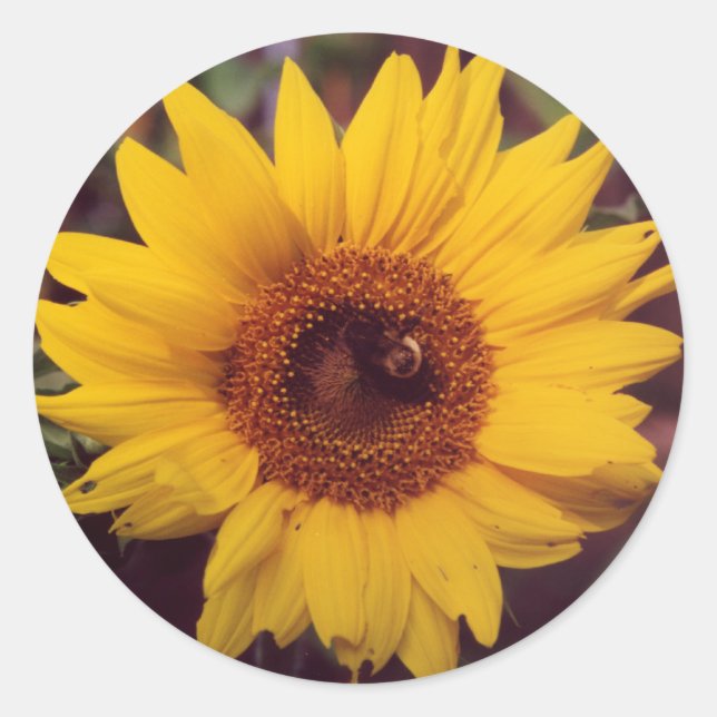 Sticker Rond Fleuron de tournesol avec insecte de bourdon (Devant)